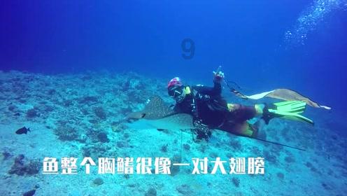 救援可爱小猪仔