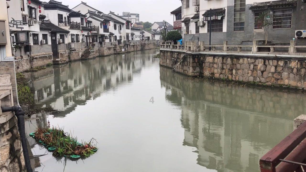 拯救小萌虎